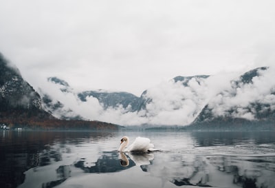白天湖上的白天鹅